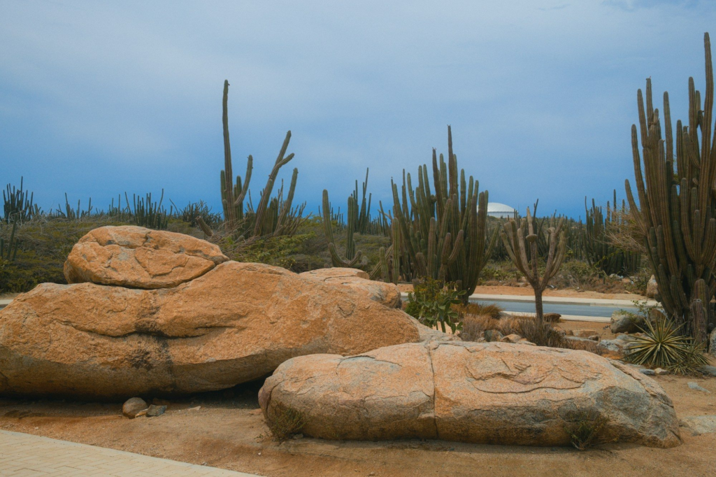 Tall cacti and boulders under a blue sky in Aruba's interior