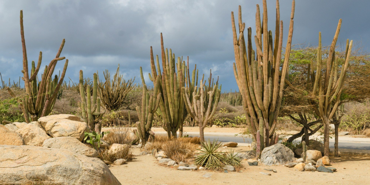 Horseback Riding in Aruba: Beach Rides, Trail Rides and What to Expect
