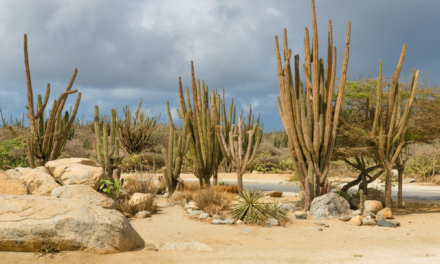 Horseback Riding in Aruba: Beach Rides, Trail Rides and What to Expect