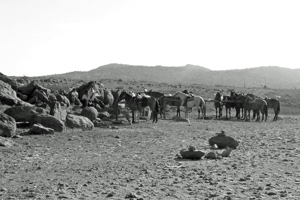 Horses grazing on dry, rocky land in Aruba