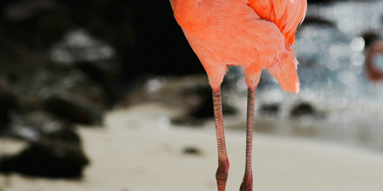 The Most Photogenic Spots in Aruba for Your Feed