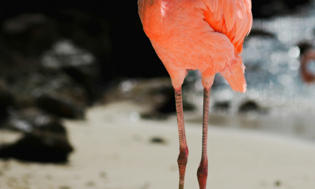 The Most Photogenic Spots in Aruba for Your Feed