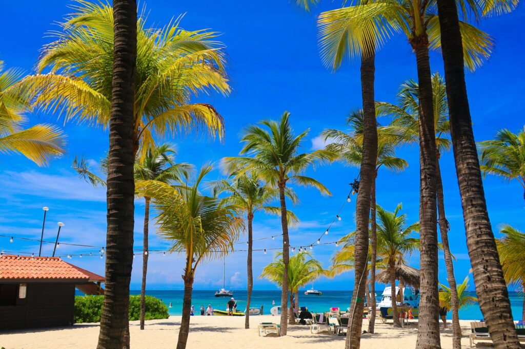Palm trees lining a sunny beach in Noord, Aruba