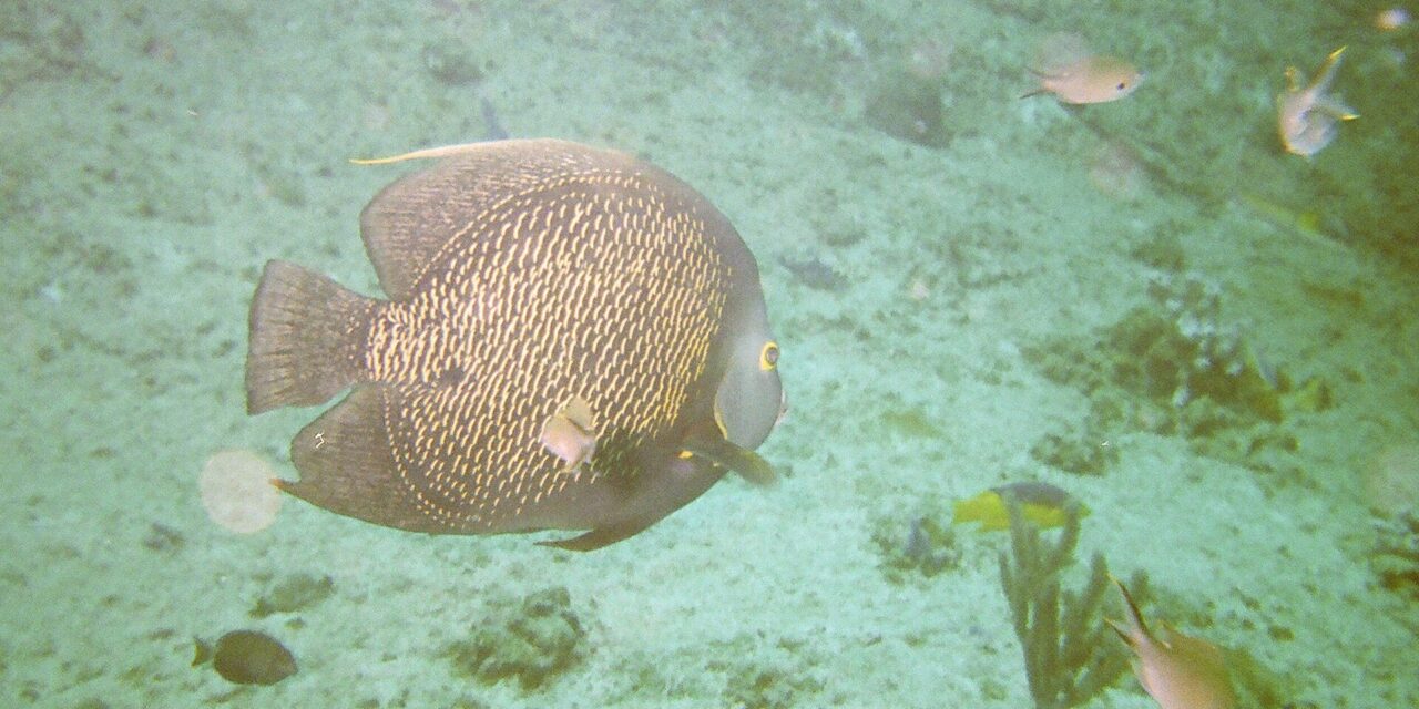Scuba Diving in Aruba for Beginners: Discover Dives, Sites and Seasons