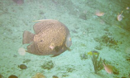 Scuba Diving in Aruba for Beginners: Discover Dives, Sites and Seasons