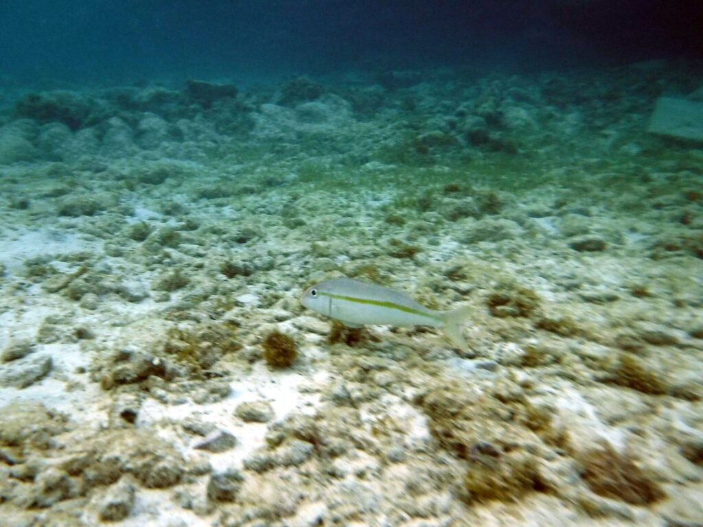 A fish over a sandy, rubble-strewn bottom at Mangel Halto, Aruba
