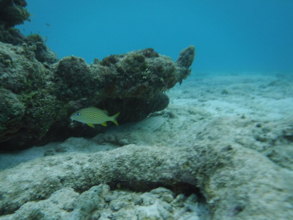 A French grunt beside a coral boulder at Mangel Halto, Aruba