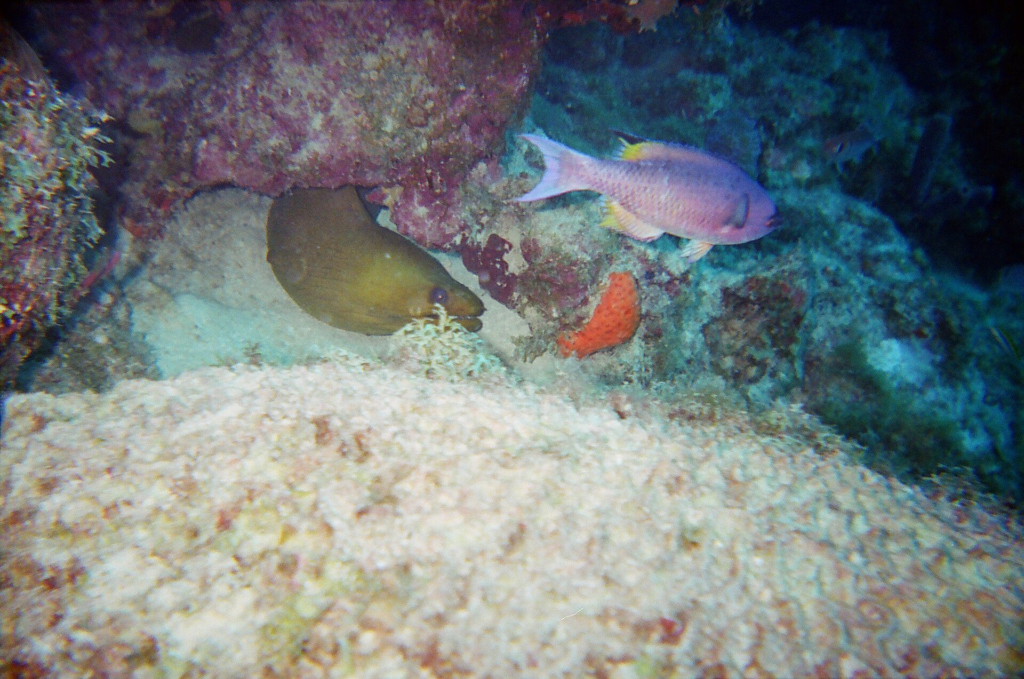 A green moray eel and reef fish on Malmok Reef, Aruba