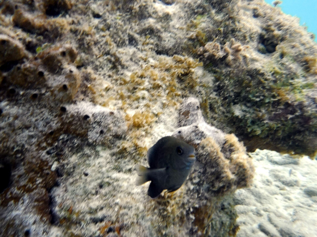 A dark damselfish beside a coral-covered rock at Mangel Halto, Aruba