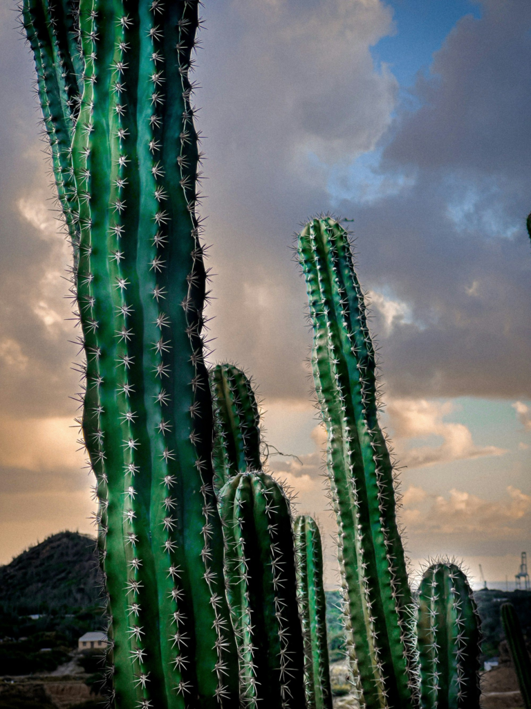 A tall cactus under a cloudy sky in Oranjestad, Aruba