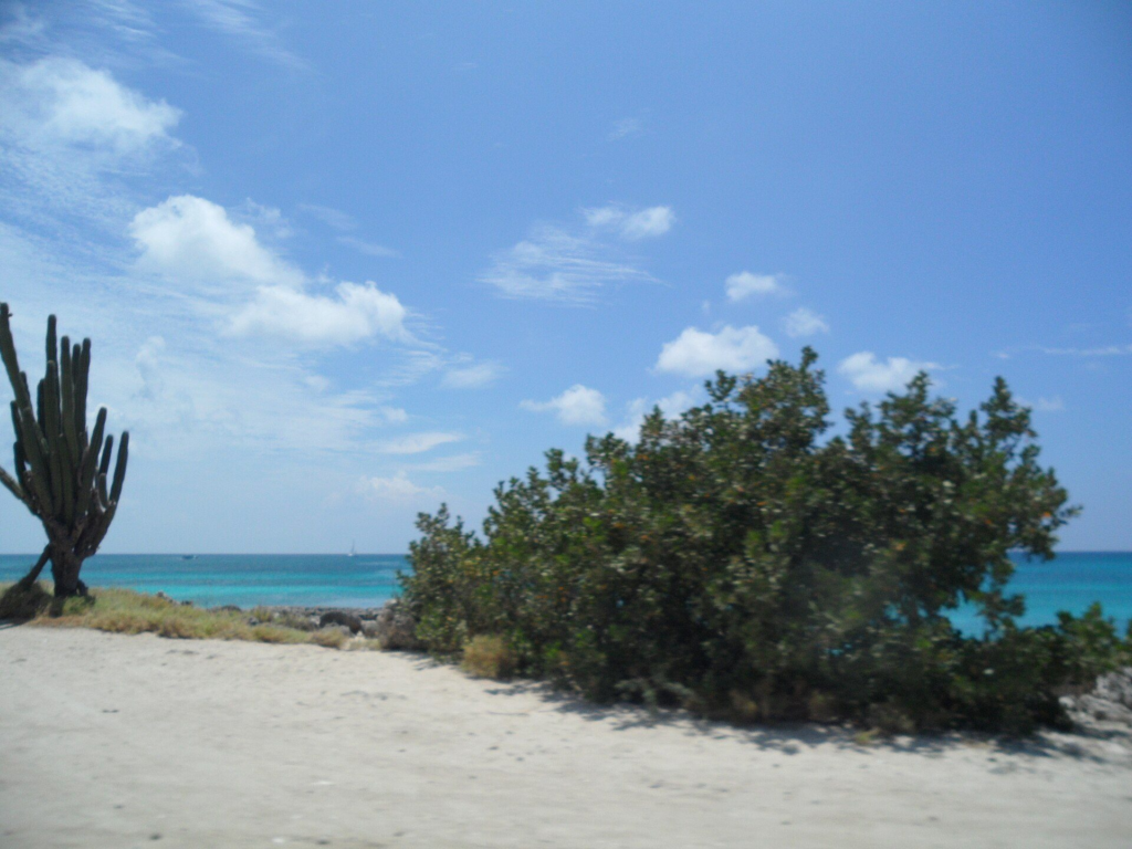 Cactus and shrubs on a sandy stretch of Aruba's northwest coast