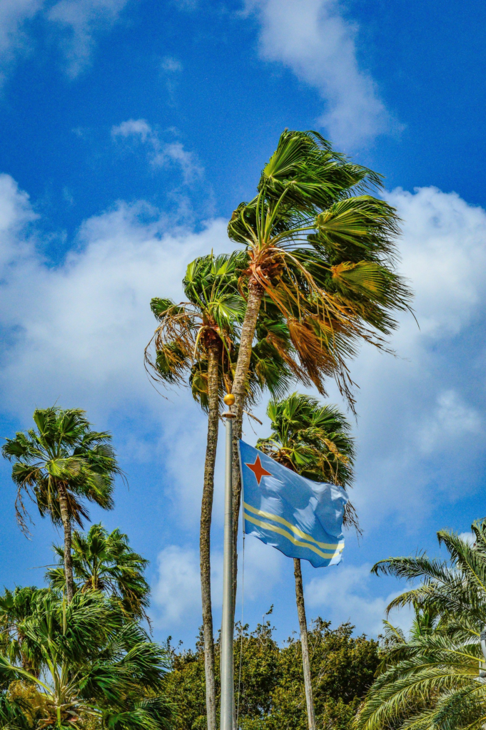 Palm trees bending in the trade wind under a blue sky in Oranjestad, Aruba