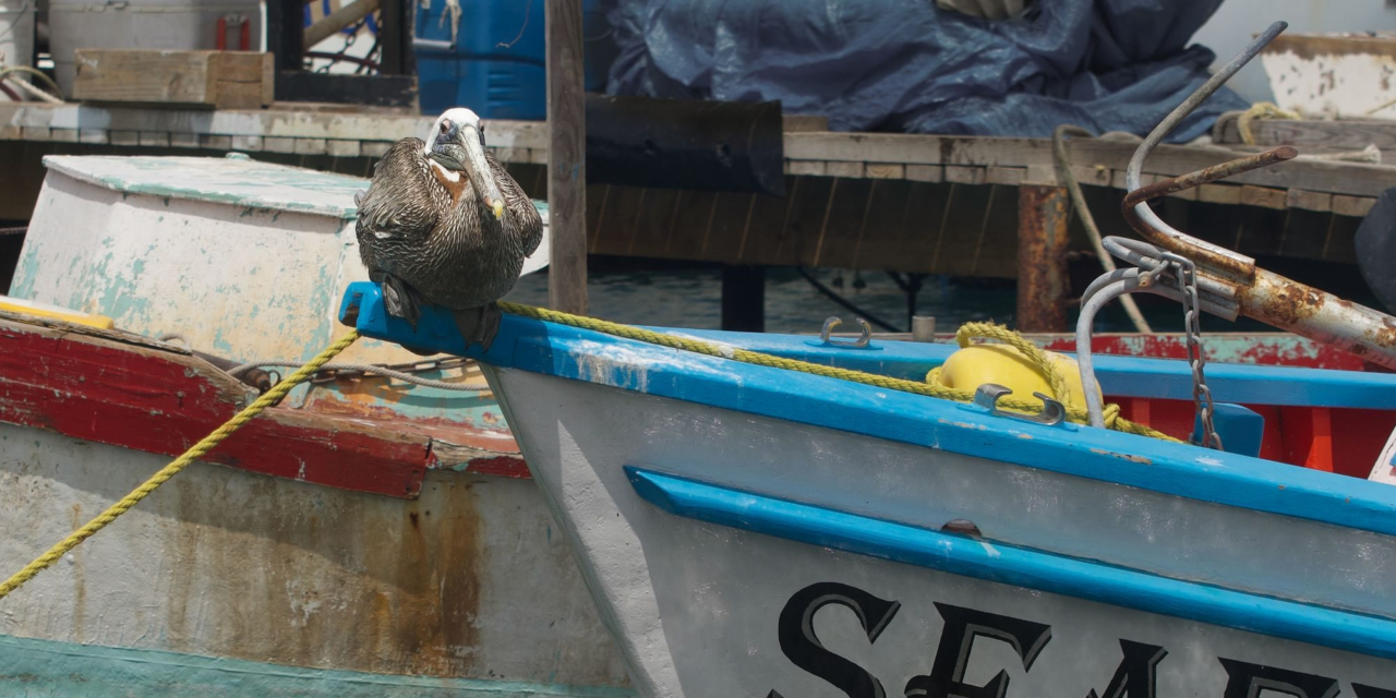 Zeerovers Aruba: The Locals’ Fish Shack in Savaneta, Explained