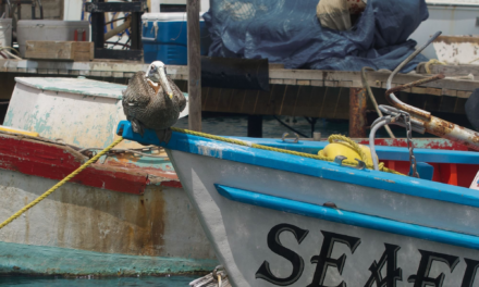 Zeerovers Aruba: The Locals’ Fish Shack in Savaneta, Explained